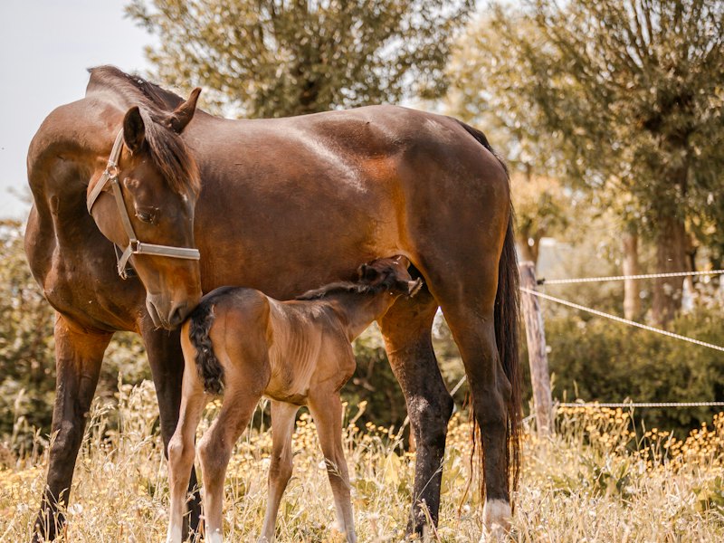 A mare and her foal standing side by side in a field
